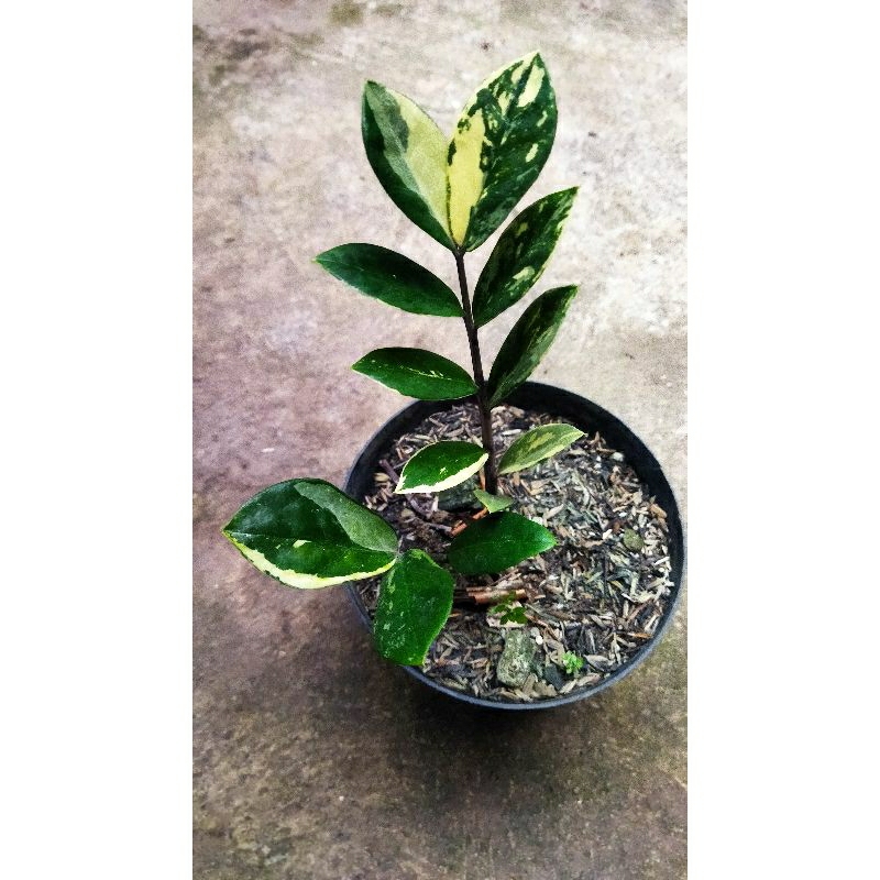 zamia varigata | Zamiaculcas | zz plant