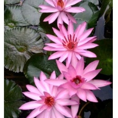 Tanaman hias bunga teratai air tanaman hias kolam atau aguascape bibit tanaman air bunga teratai