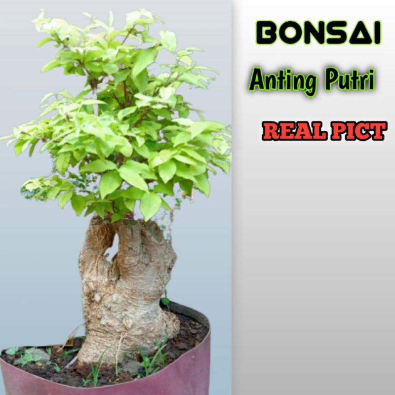 tanaman hias bonsai anting putri hidup sudah jadi real pict