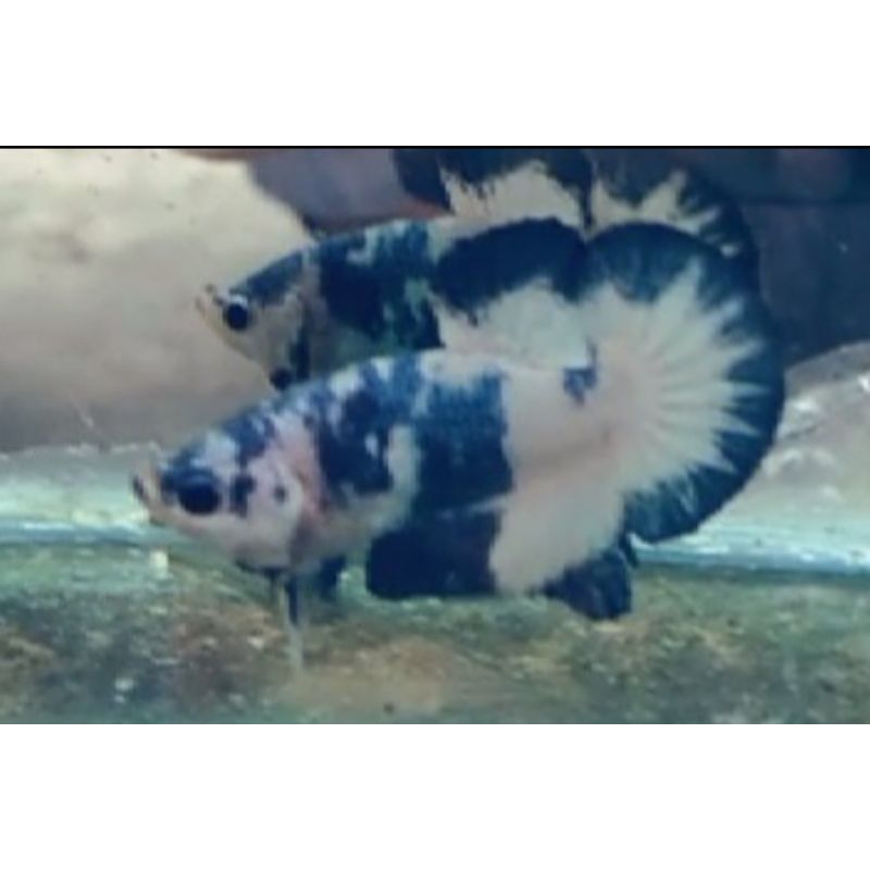 blue panda dan blue rim