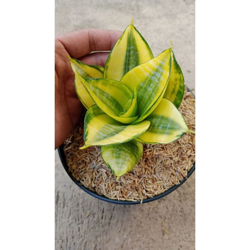 Elegansi Mini yang Mengagumkan: Sansevieria Hahnii Philipine untuk Ruangan Anda