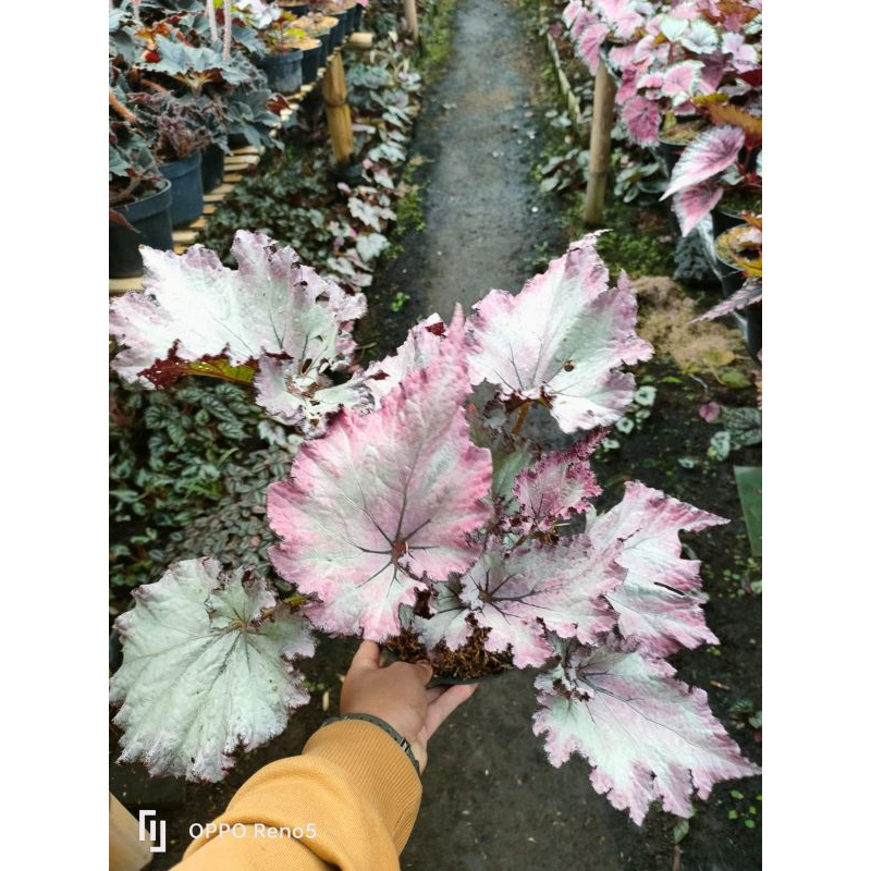 tanaman hias begonia pink beauty