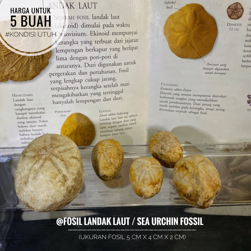 Fosil Landak Laut Natural B22 atau Fosil Bintang Laut Purba atau Fossil Sea Urchin atau Fosil Bulu B