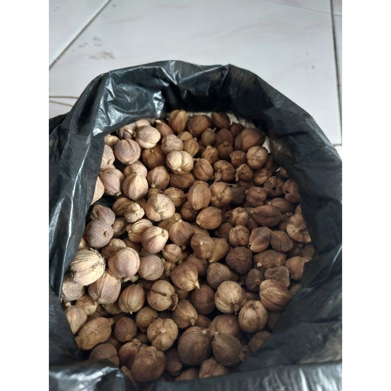

kapulaga kering/kapologo kering bumbu masakan rempah kapolaga