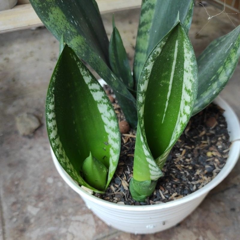 Sansevieria Sansivera Whitney Murah Anakan 1-2 daun