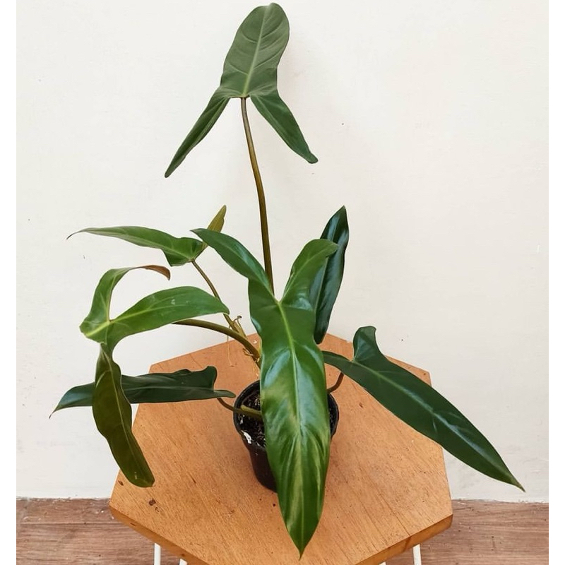 Philodendron Mexicanum