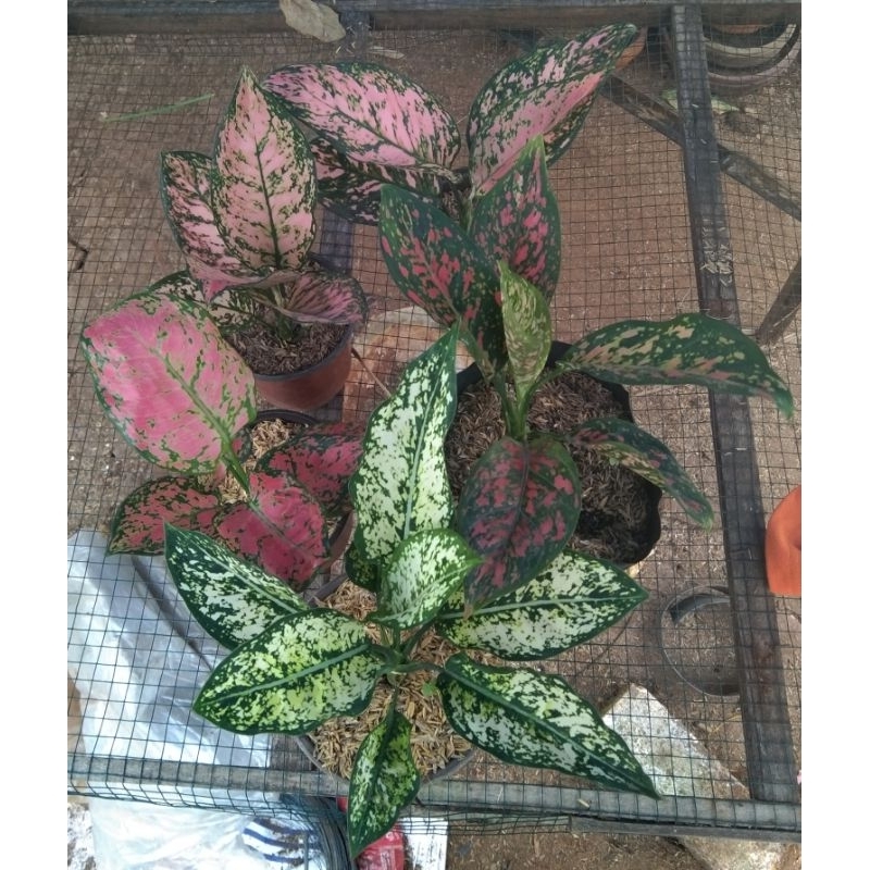 Aglonema murah meriah