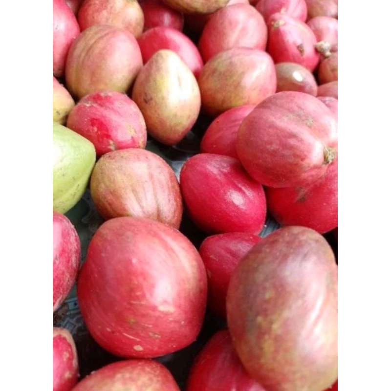 

BUAH MAHKOTA DEWA SEGAR 500 GRAM