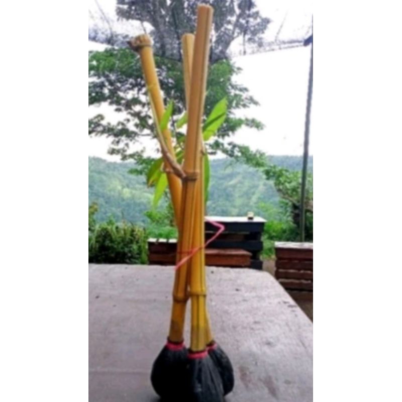 Bibit bambu kuning siap tanam