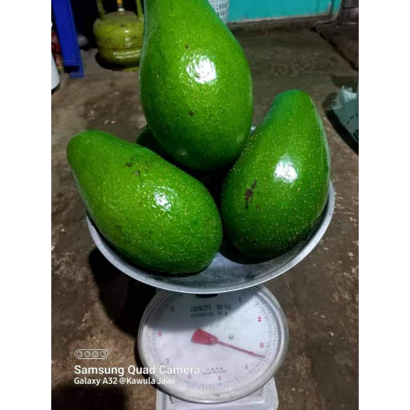 bibit alpukat pluwang