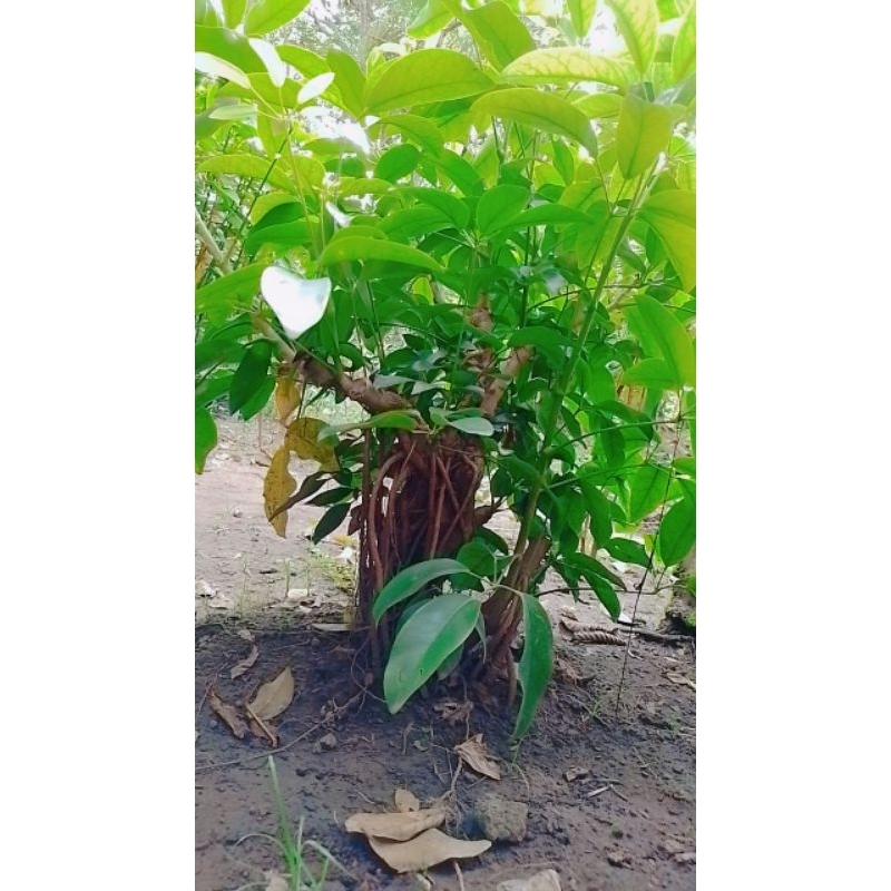 tlogosari jumbo ori alas purwo