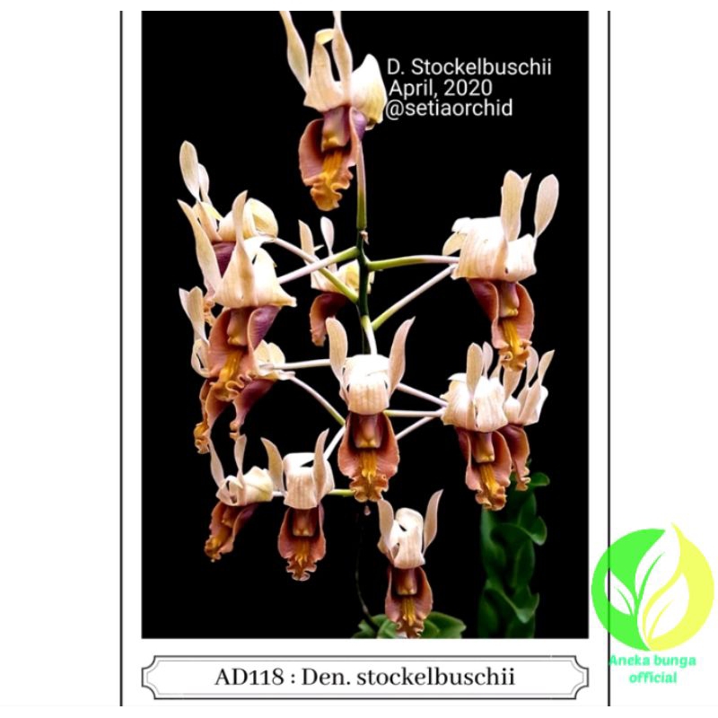 BUNGA ANGGREK DENDROBIUM COKLAT KERITING / TANAMAN HIAS POHON SEEDLING ANGGREK DENDROBIUM KERITING