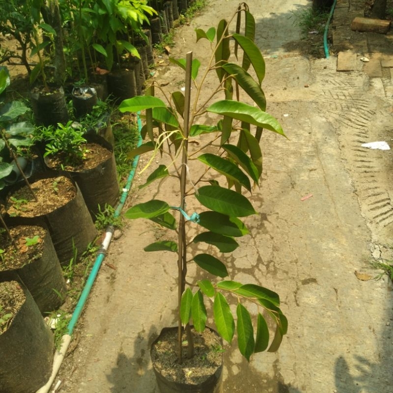 Bibit Durian Ochee Duri Hitam
