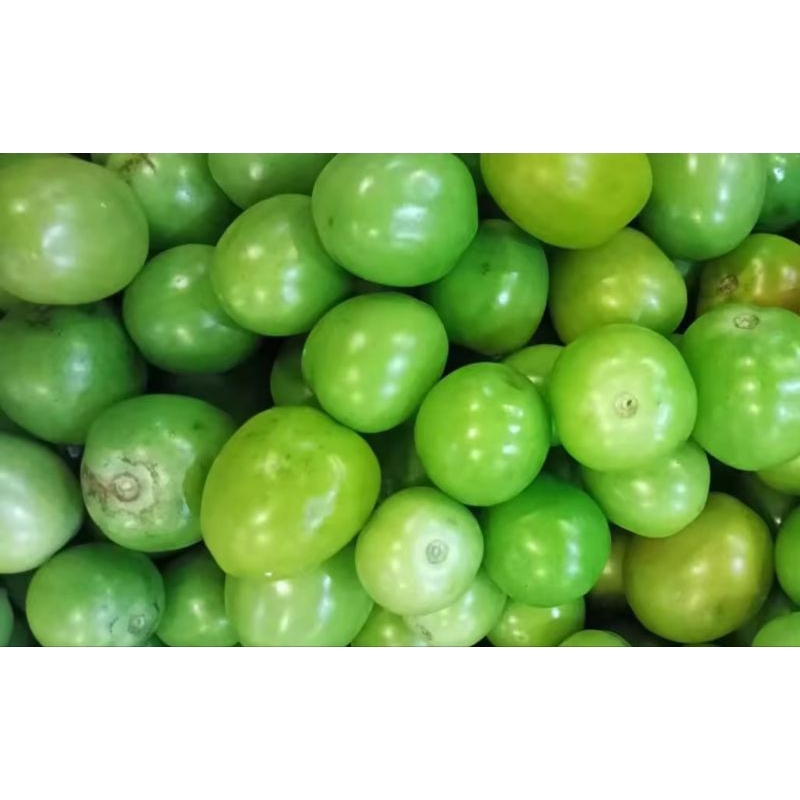 

tomat ijo 500 gram