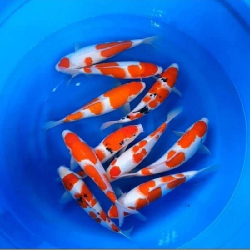 promo bibit koi kohaku