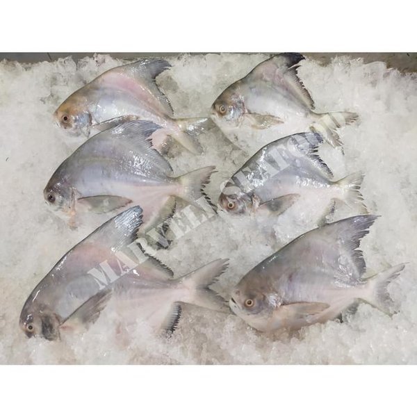 

Ikan bawal banci frozen size (150-200) gram per 1 kg isi 6-7 ekor