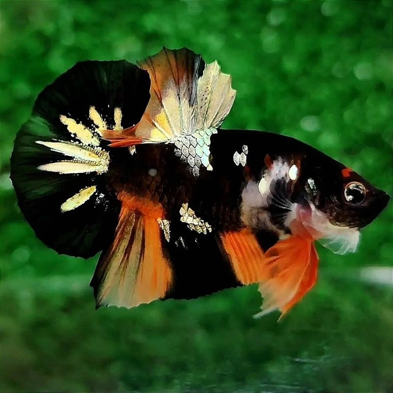 CUPANG LINE BLACK NEMO COOPER