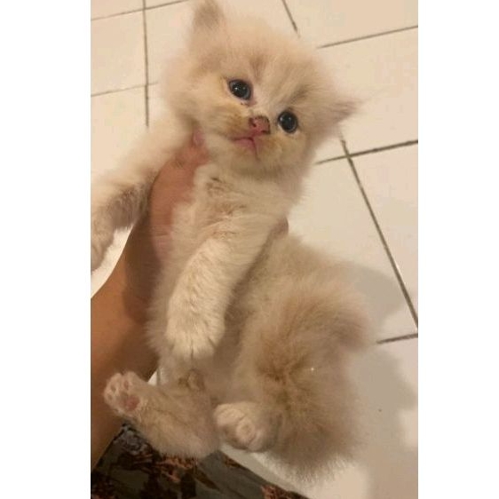 kucing persia flatnose