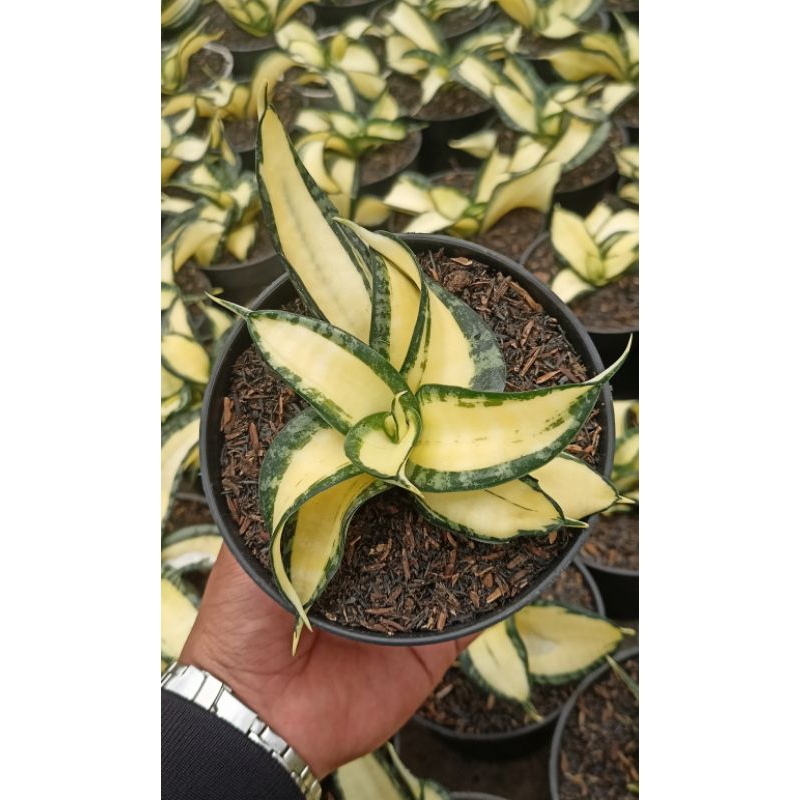 Sansevieria Golden Wendy mutasi gold