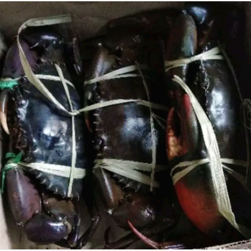 

Kepiting Fresh 500 gr Up/Kepiting Hidup Jakarta