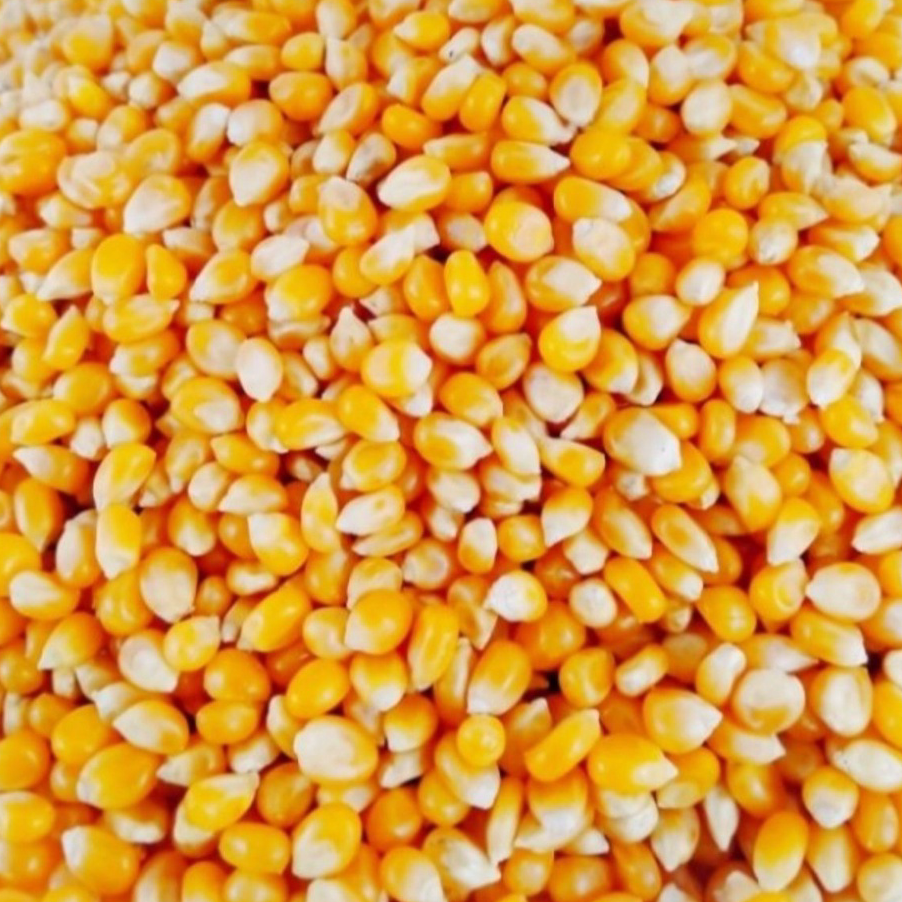 

NHGG5442 [PROMO MURAH!!!] Biji Jagung Popcorn Premium Rep 500gr - Corn Kernel