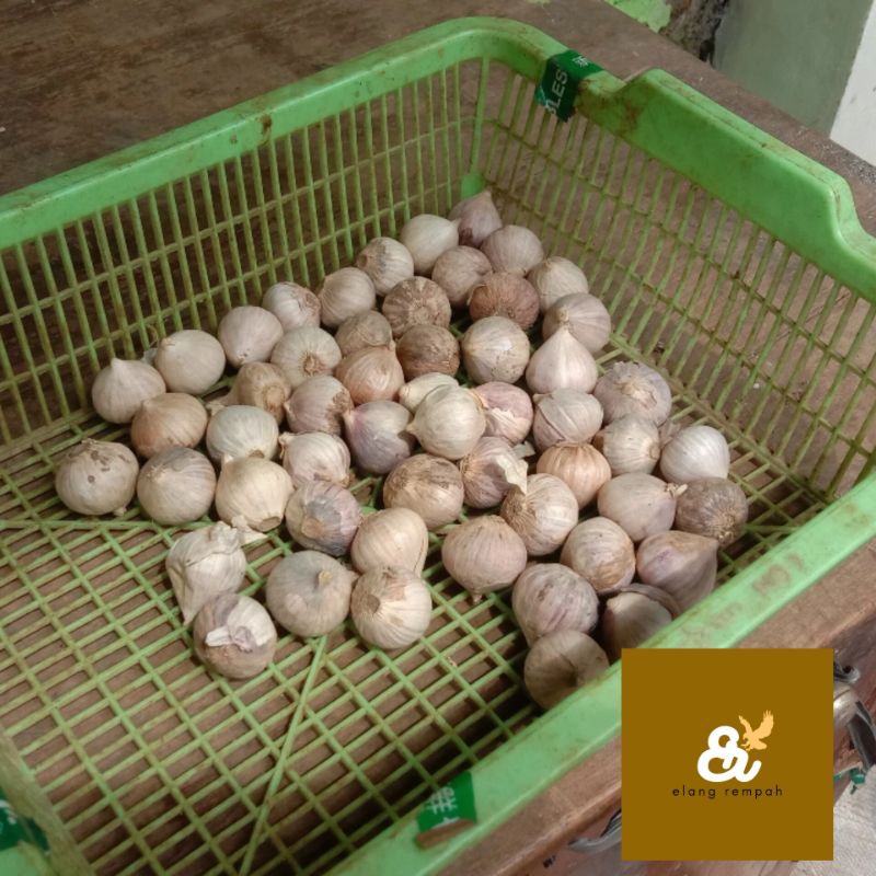 

BAWANG PUTIH TUNGGAL 100 GRAM BAWANG PUTIH LANANG