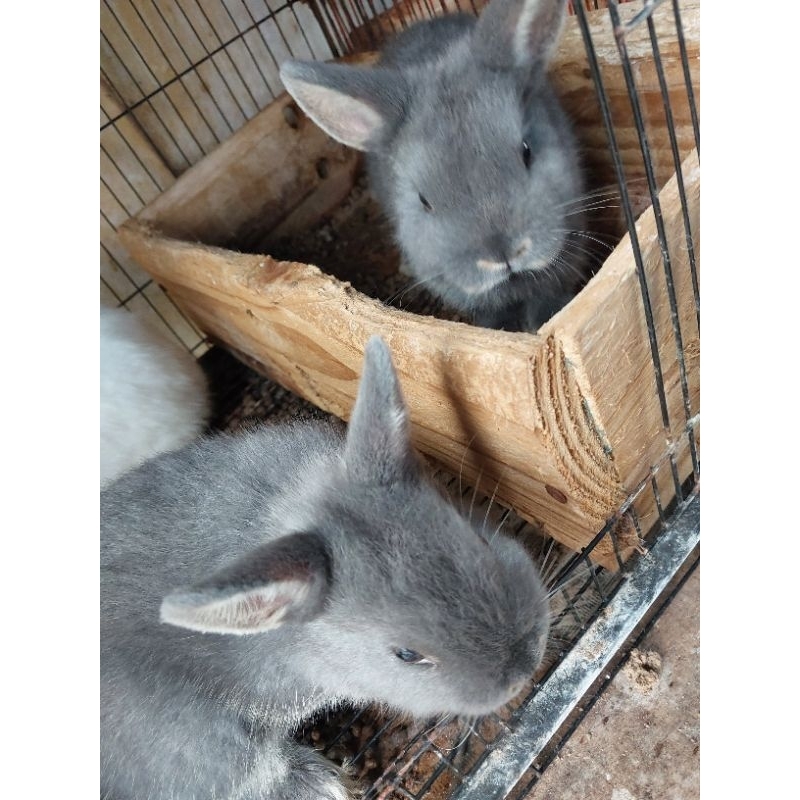 Anakan kelinci Netherland Dwarf