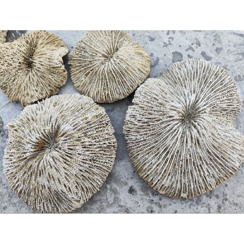 Batu karang laut asli anemon jamur jumbo 15cm hias aquarium scaping