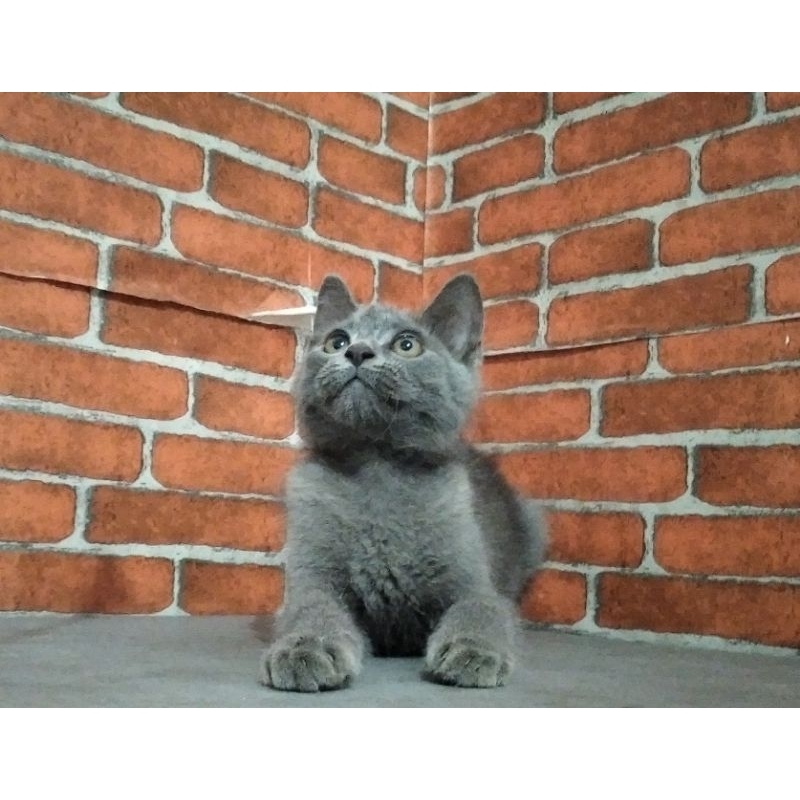 kucing kitten British shorthair bluesolid betina