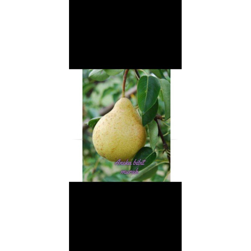 BIBIT PIR BERBUAH/BERBUNGA+PUPUK