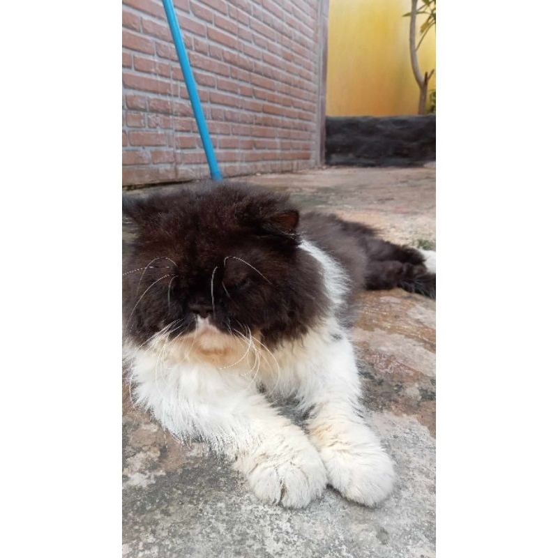 kucing persia dewasa bigbon