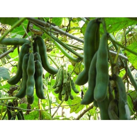 Benih Bibit 5 Biji Kacang Koro Unggul Seeds Collection