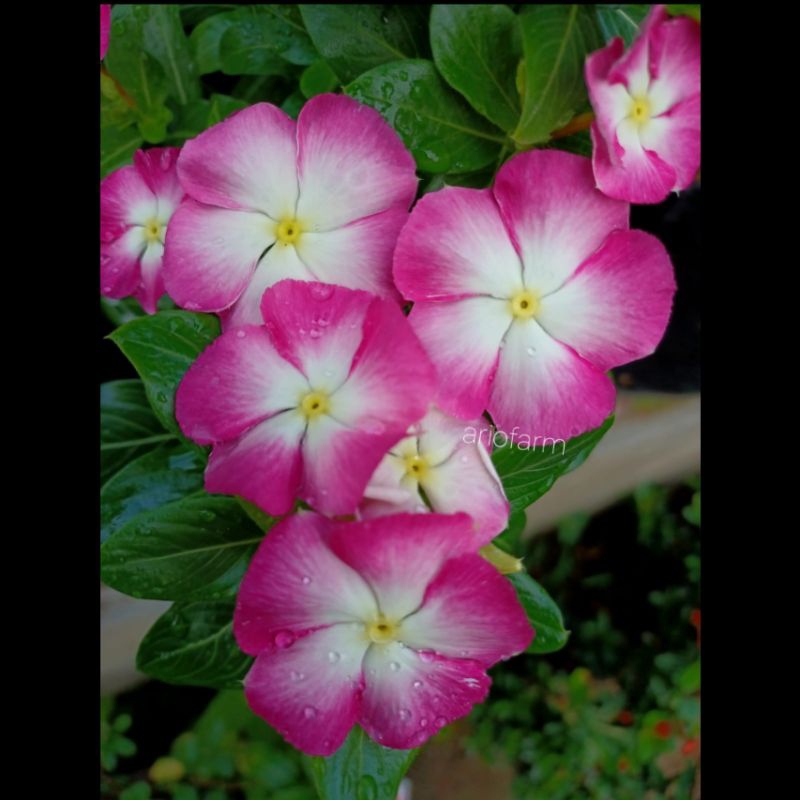 Benih / biji VINCA NIRVANA WHITE SPLASH 15 biji