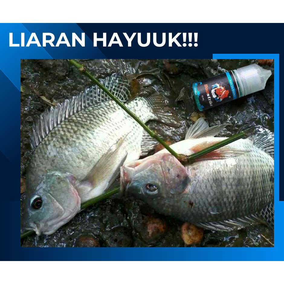 Umpan Ikan Nila Babon Galatama - Essen Ikan Nila Susah Makan Paling Gacor - Bahan Pembuat Umpan Ikan