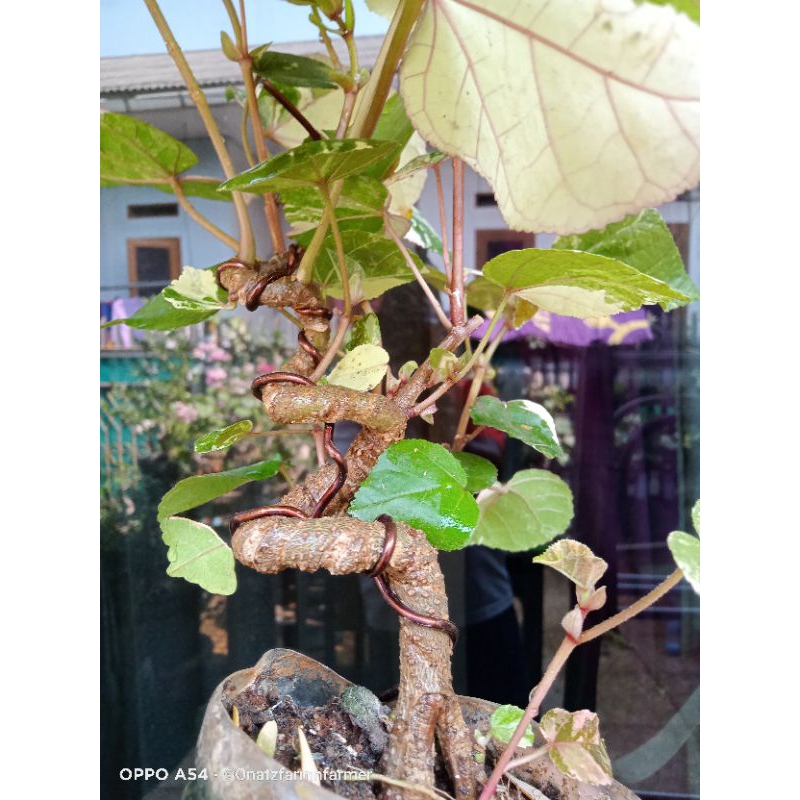 Bonsai waru variegata