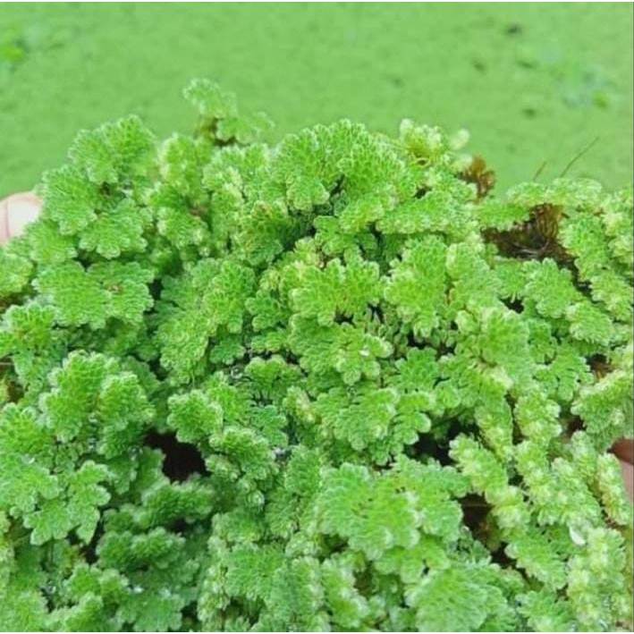 Pakan ikan dan ternak protein tinggi penjernih kolam Tanaman rumput Azolla Microphylla 1000 gram (1k