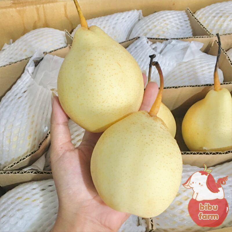 

Pear Yalie Size 80 Berat/Kilogram