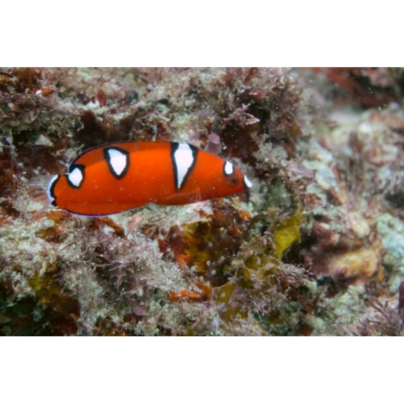 ikan hias air laut KELING MERAH