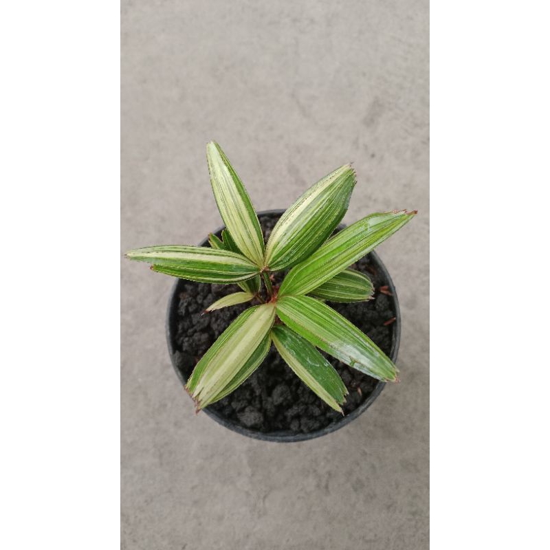Keunikan Variegata dalam Genggaman: Palem Regu Variegata untuk Kebun Anda