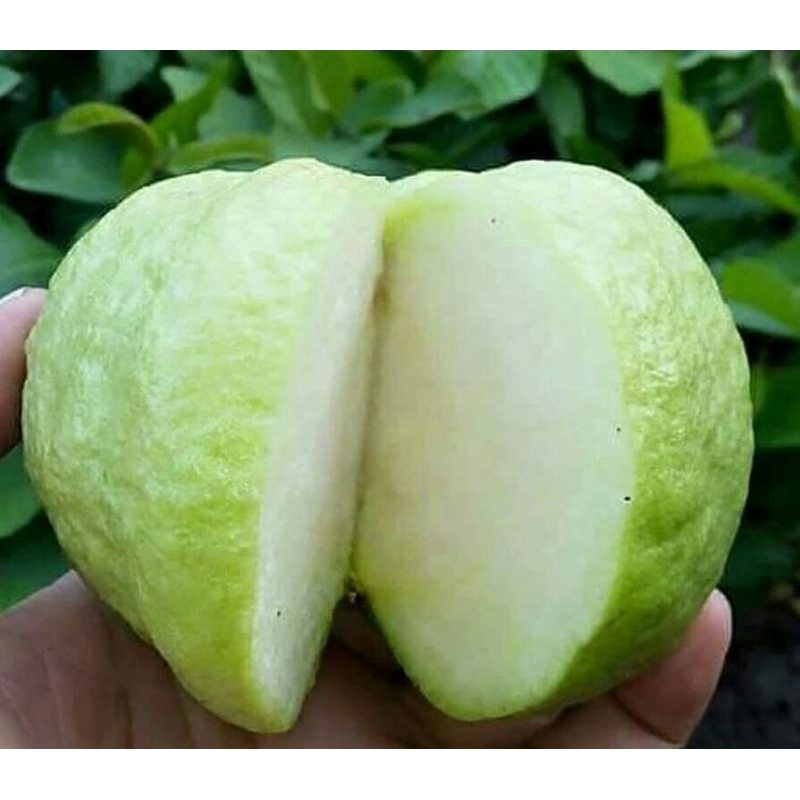

JAMBU KRISTAL 1KG/JAMBU KRISTAL LOKAL FRESH/JAMBU KRISTAL FRESH