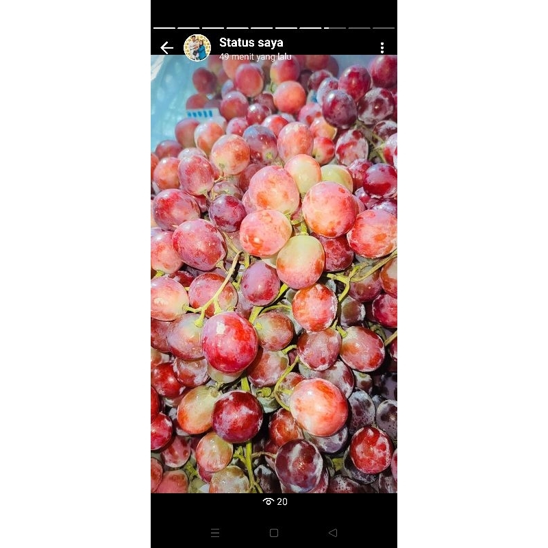 

Buah anggur