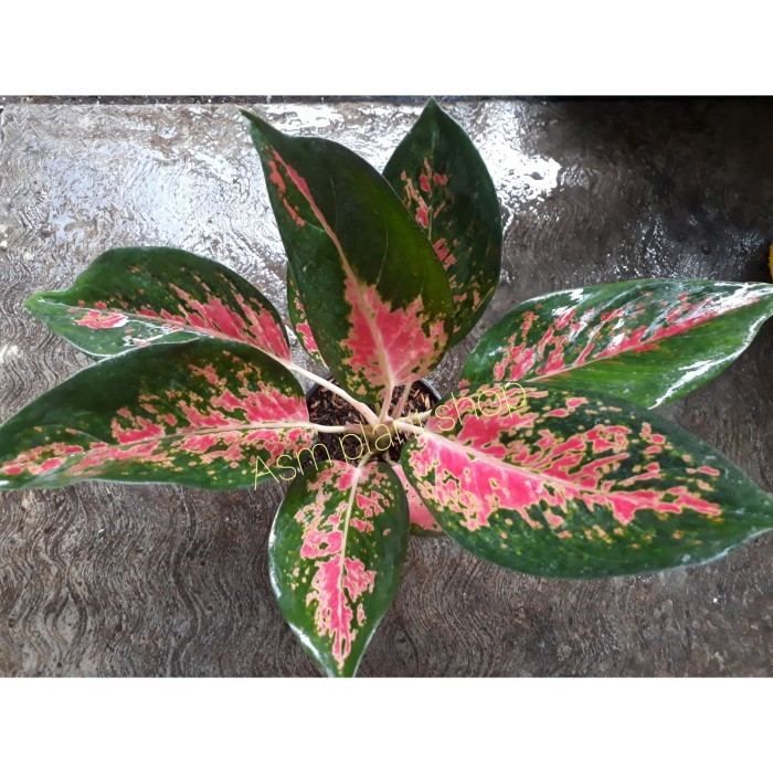 aglonema kochin red / aglonema red cochin / aglonema kochin merah