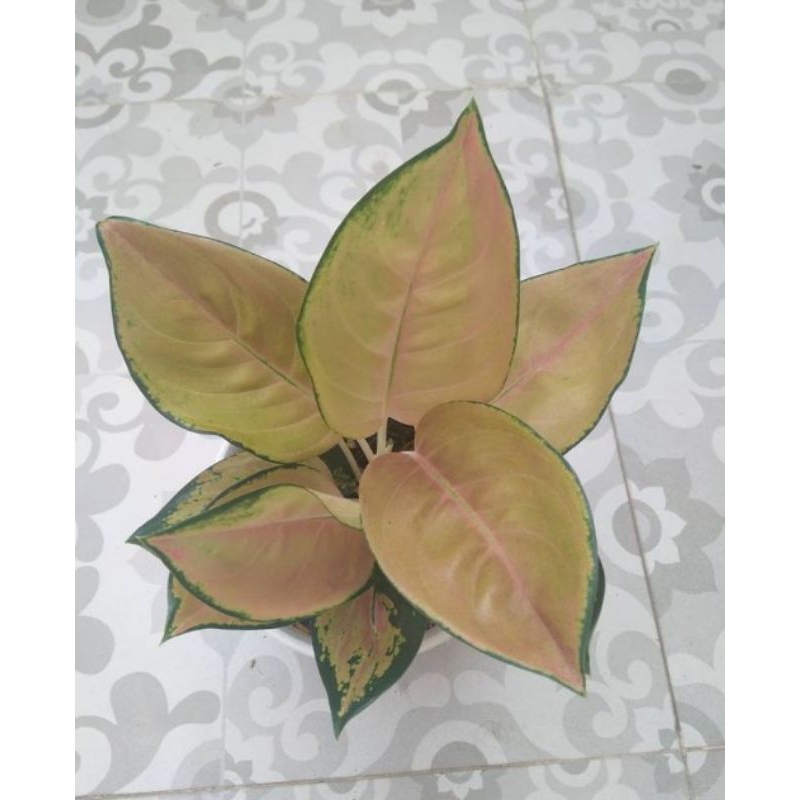 aglonema sultan Brunai/tanaman hias aglonema sultan brunai/bunga aglonema