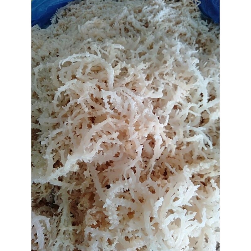 RUMPUT LAUT KERING 1Kg