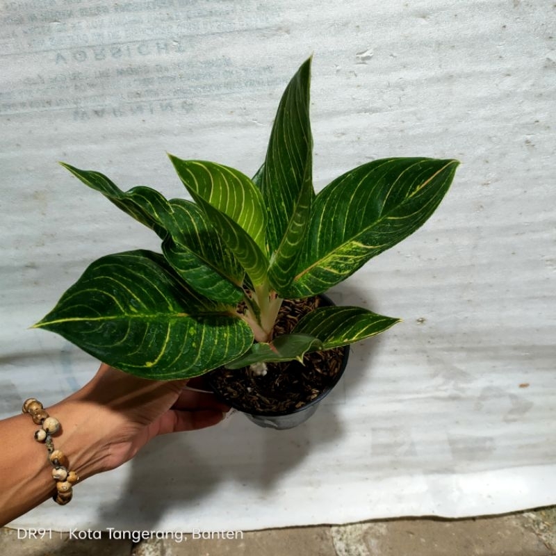 aglonema Queen of Siam ( QOS )