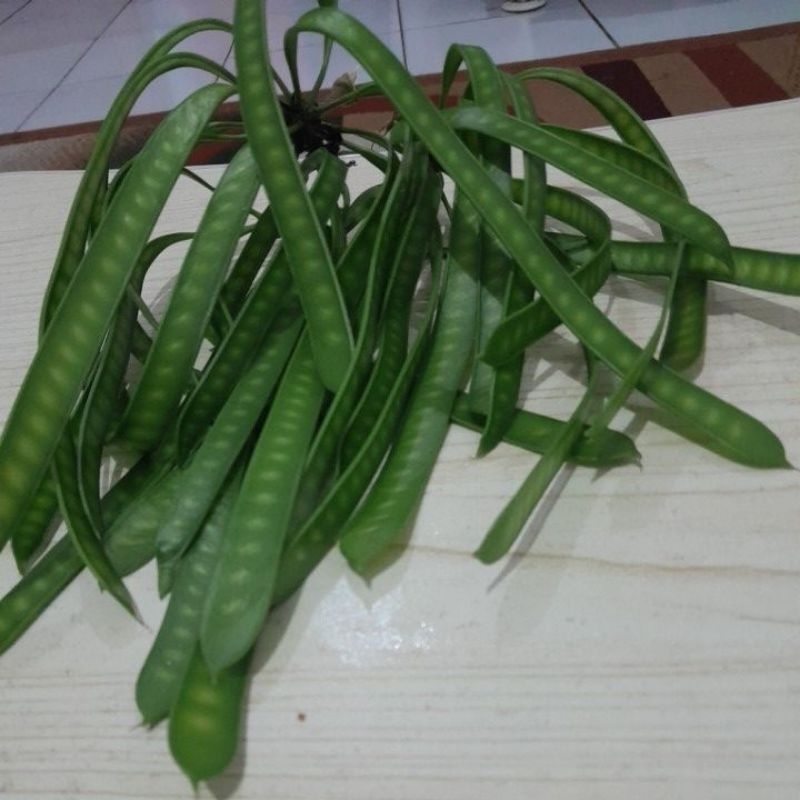 

petai cina muda
