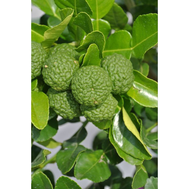 Jeruk Purut Besar (Jeruk sambal)