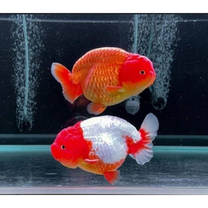 IKAN HIAS KOKI RANCHU RW UKURAN 15/18CM