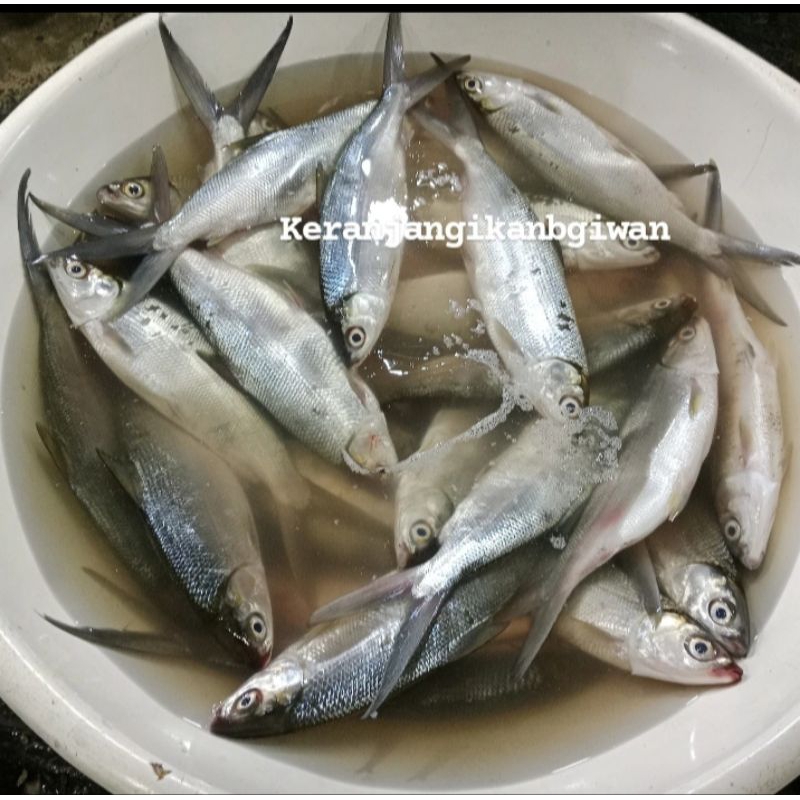 

Ikan bandeng segar jumbo 1kg (bukan frozen) free dibersihkan gratis minyak goreng 1liter