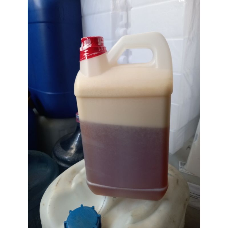 madu murni nektar durian 5 kg madu asli